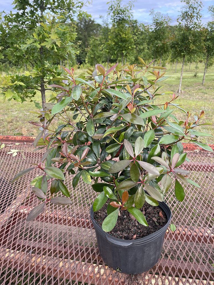 cleyera-japonica-romeo-trade-cleyera