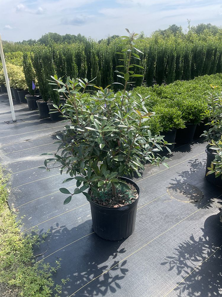 cleyera-japonica-romeo-trade-cleyera