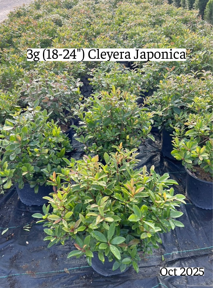 cleyera-japonica-romeo-trade-cleyera