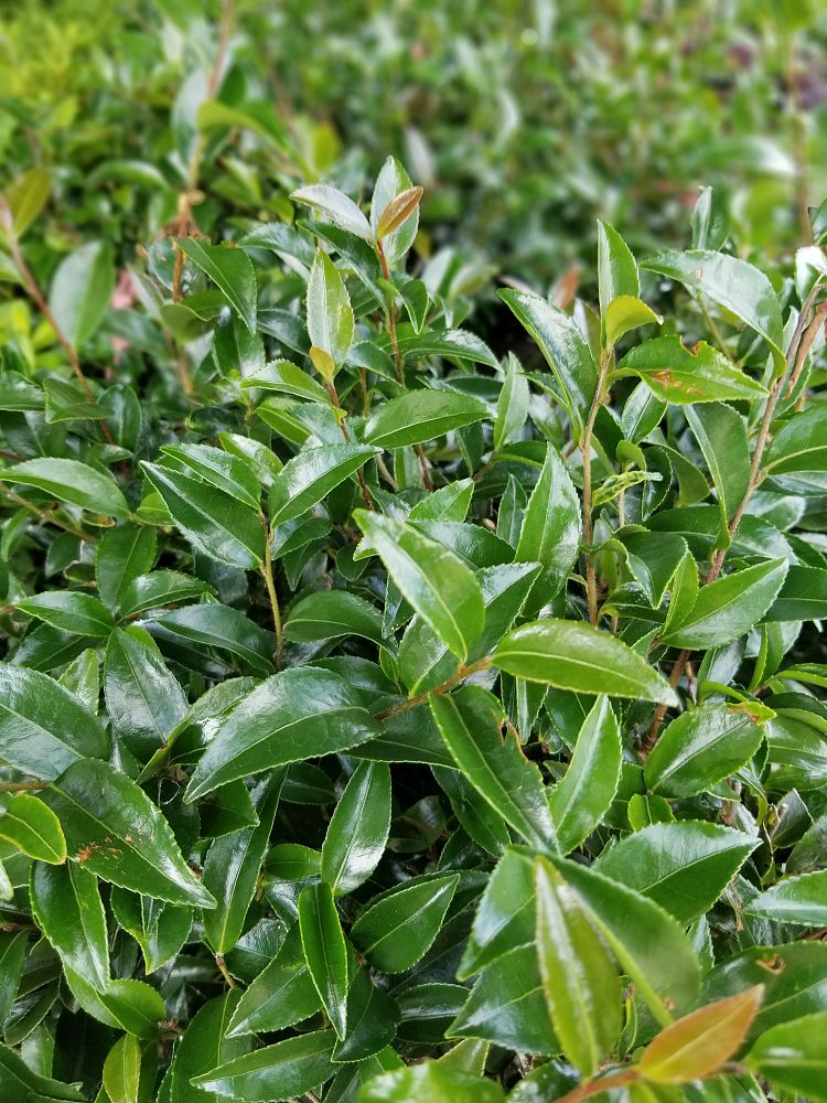 cleyera