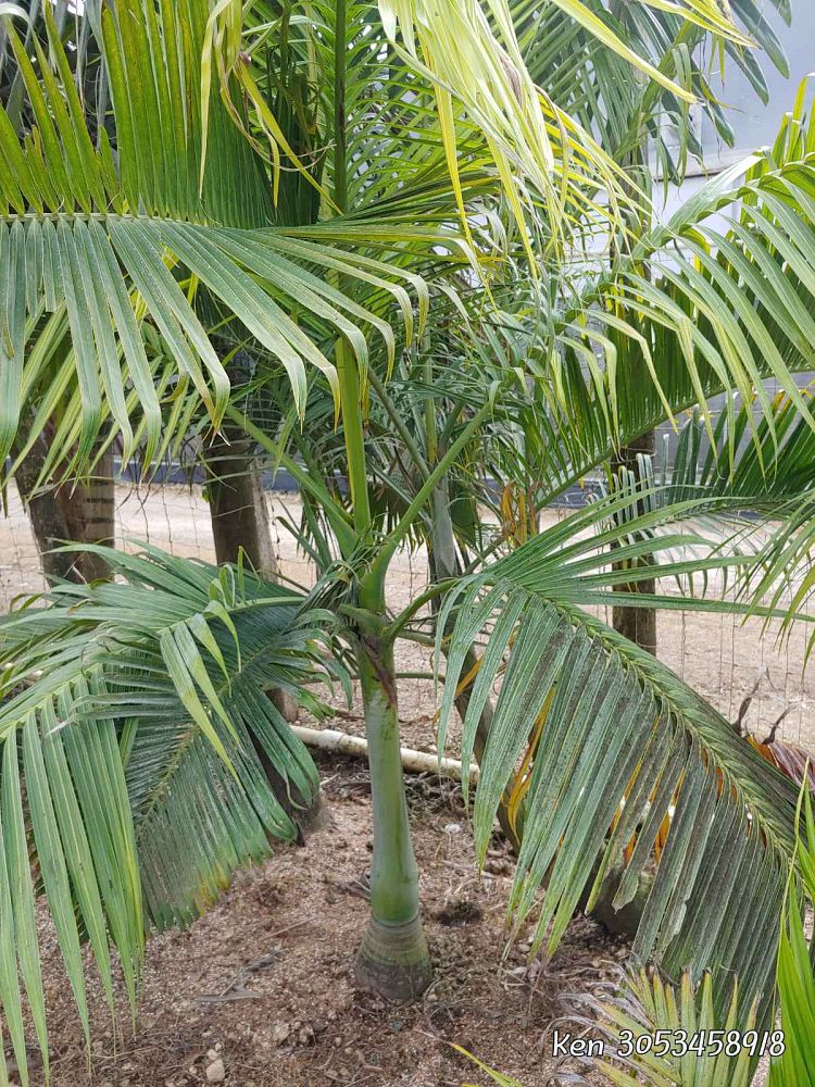 clinostigma-savoryanum-pacific-beauty-palm-bonin-islands-palm