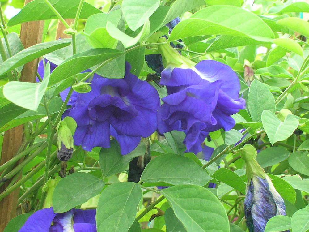 clitoria-ternatea-butterfly-pea-mountain-pea