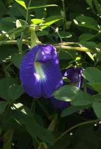clitoria-ternatea-butterfly-pea-mountain-pea