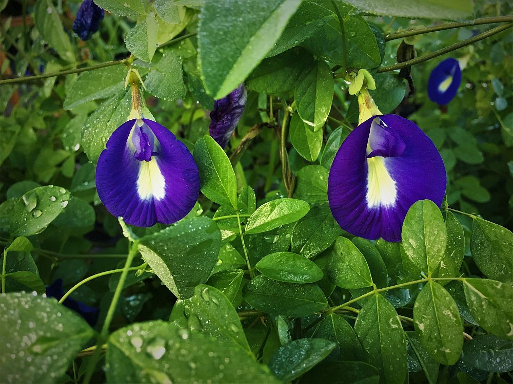 clitoria-ternatea-butterfly-pea-mountain-pea