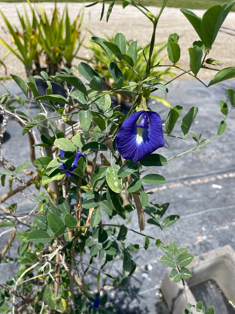clitoria-ternatea-butterfly-pea-mountain-pea