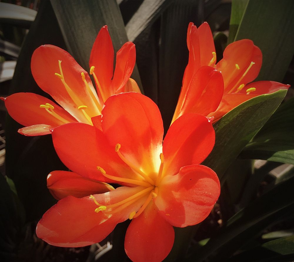 clivia-miniata-belgian-hybrid-kafir-lily