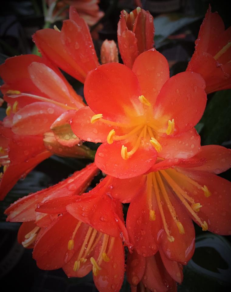 clivia-miniata-belgian-hybrid-kafir-lily