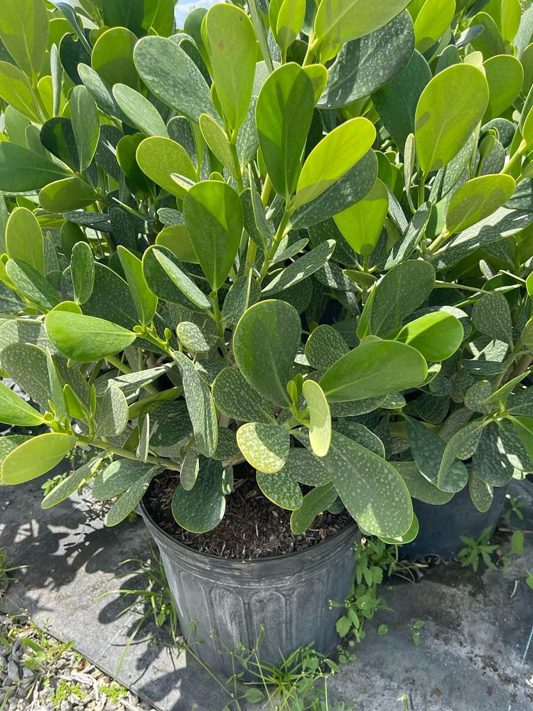clusia-clusioides-cupeillo