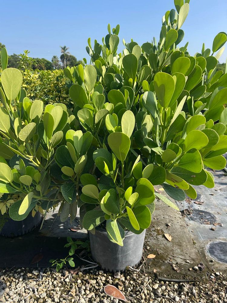 clusia-clusioides-cupeillo