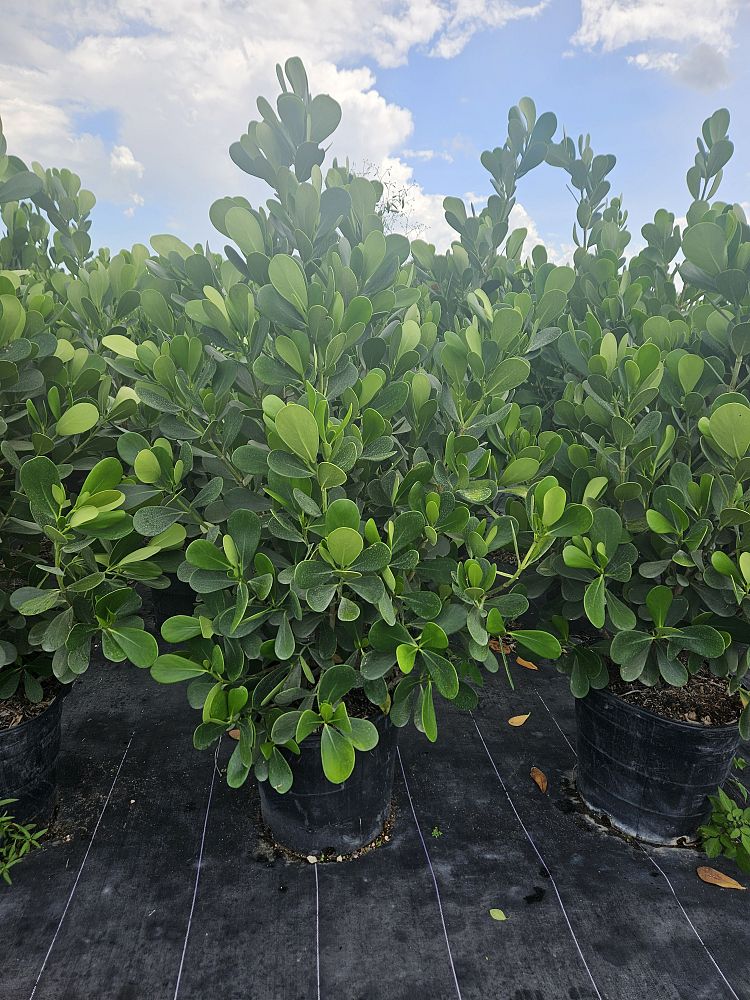 clusia-clusioides-cupeillo