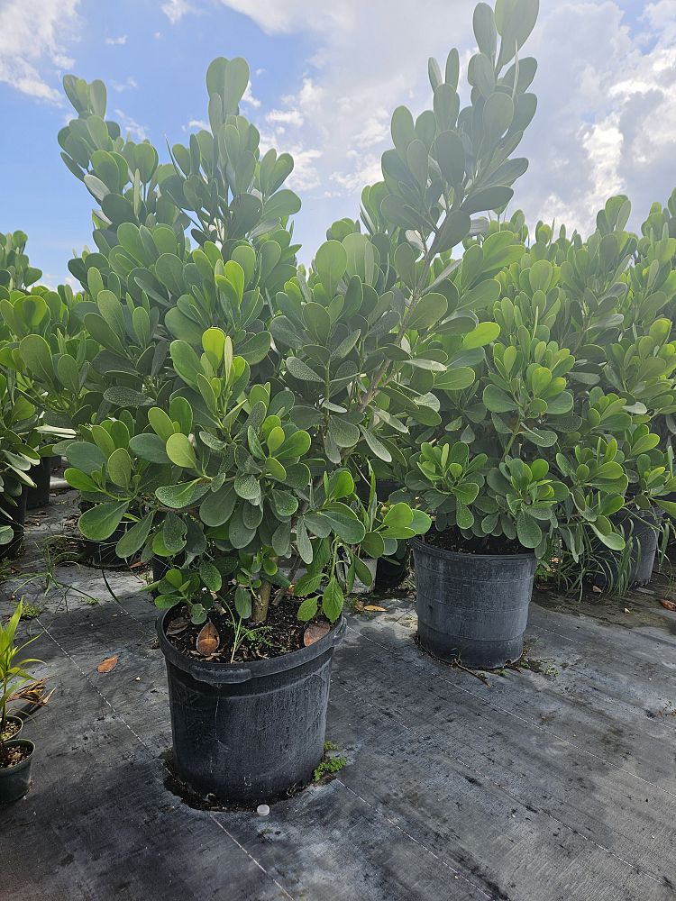 clusia-clusioides-cupeillo