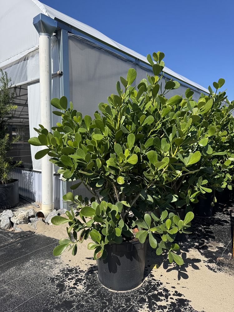 clusia-clusioides-cupeillo