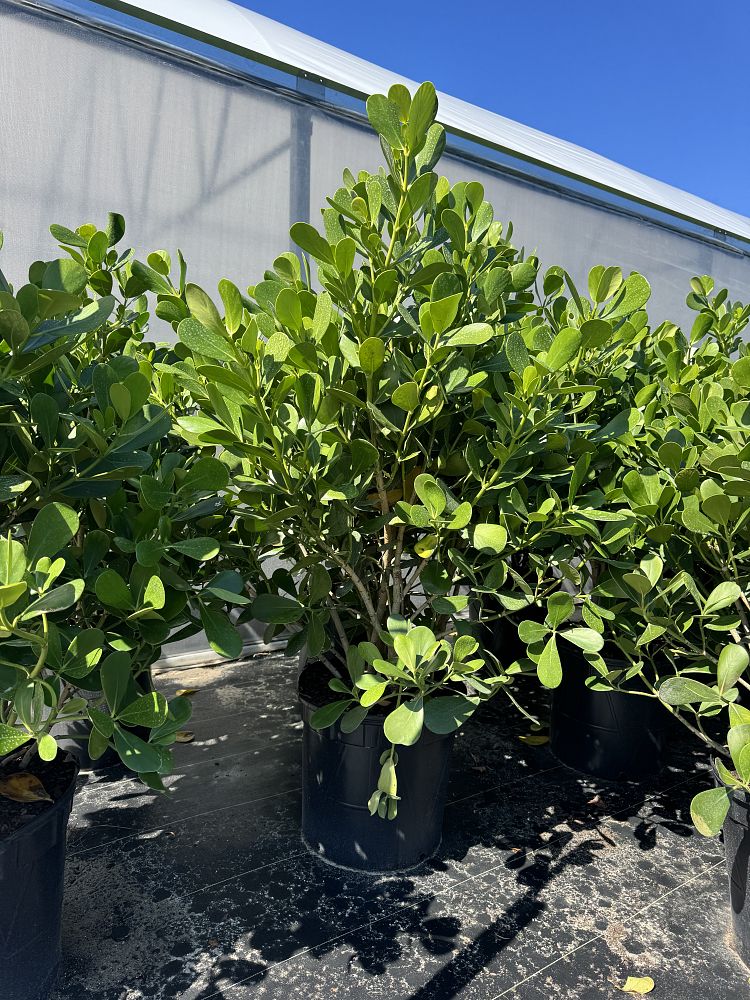 clusia-clusioides-cupeillo