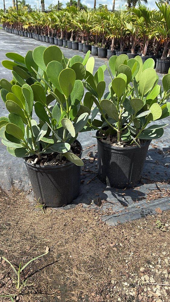 clusia-clusioides-cupeillo