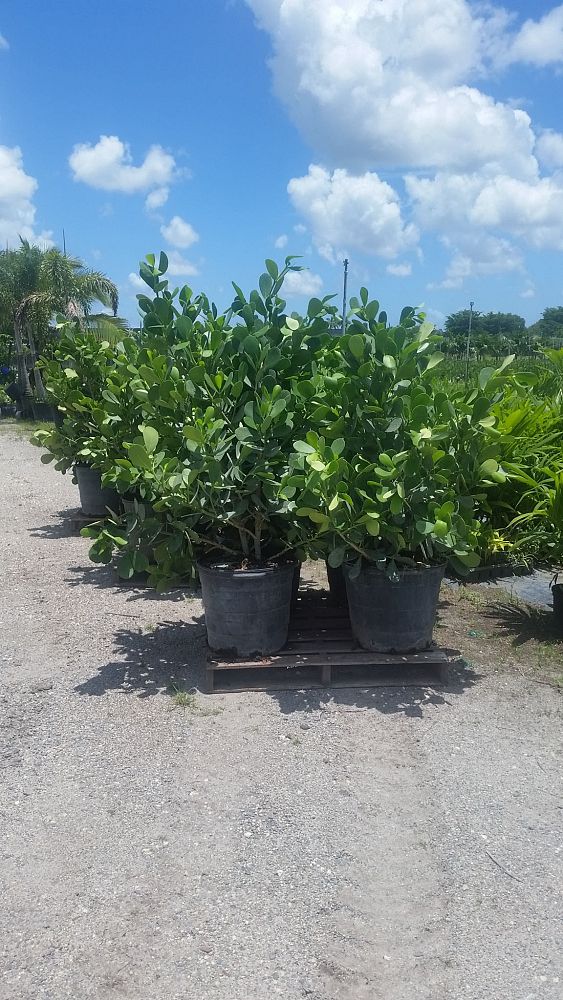 South Florida Ornamental