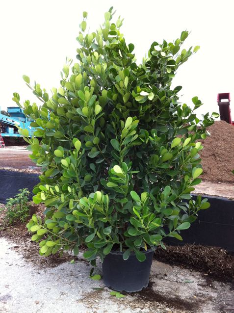 Caribbean Tree Farms | plantANT.com Caribbean Tree Farms | plantANT.com