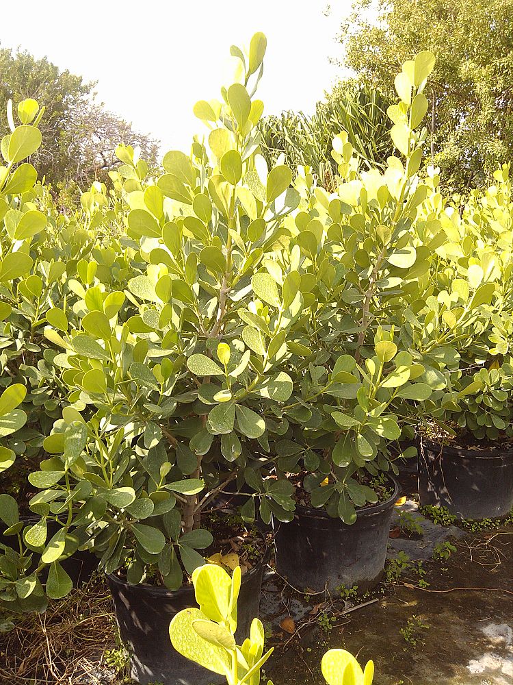 clusia-guttifera-small-leaf-clusia