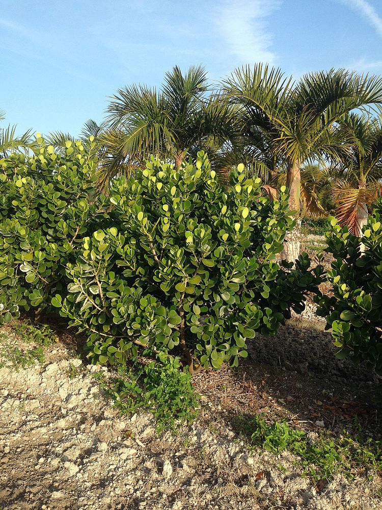 clusia-guttifera-small-leaf-clusia