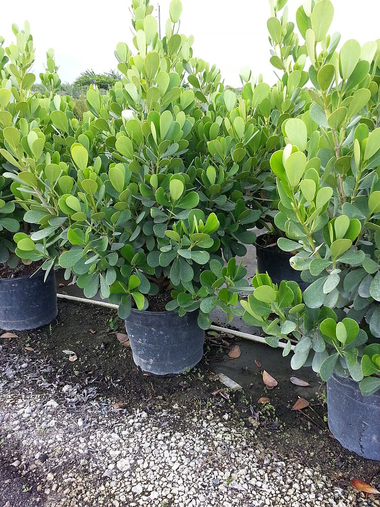 clusia-guttifera-small-leaf-clusia