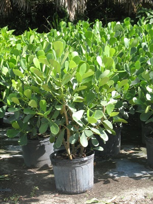 clusia-guttifera-small-leaf-clusia