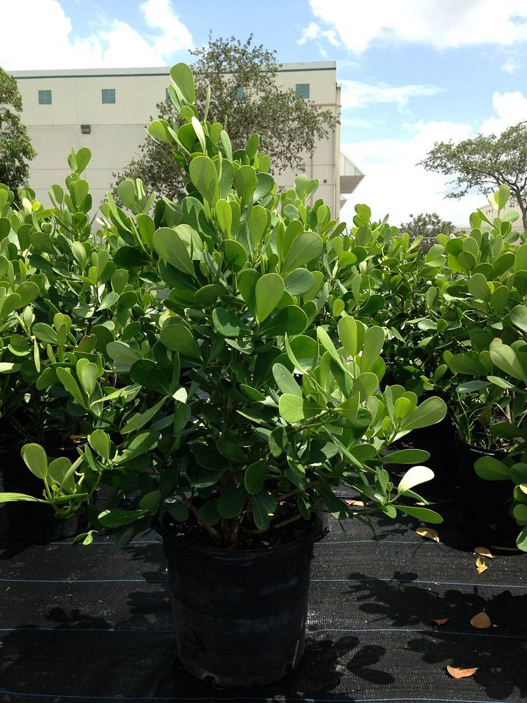 clusia-guttifera-small-leaf-clusia