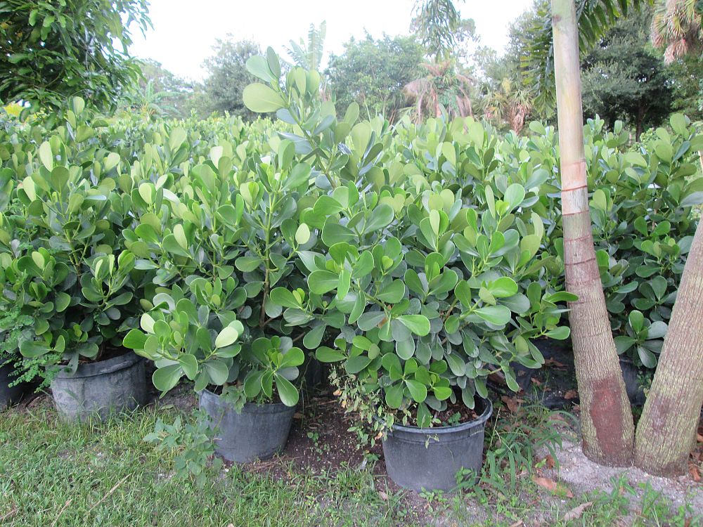 clusia-guttifera-small-leaf-clusia