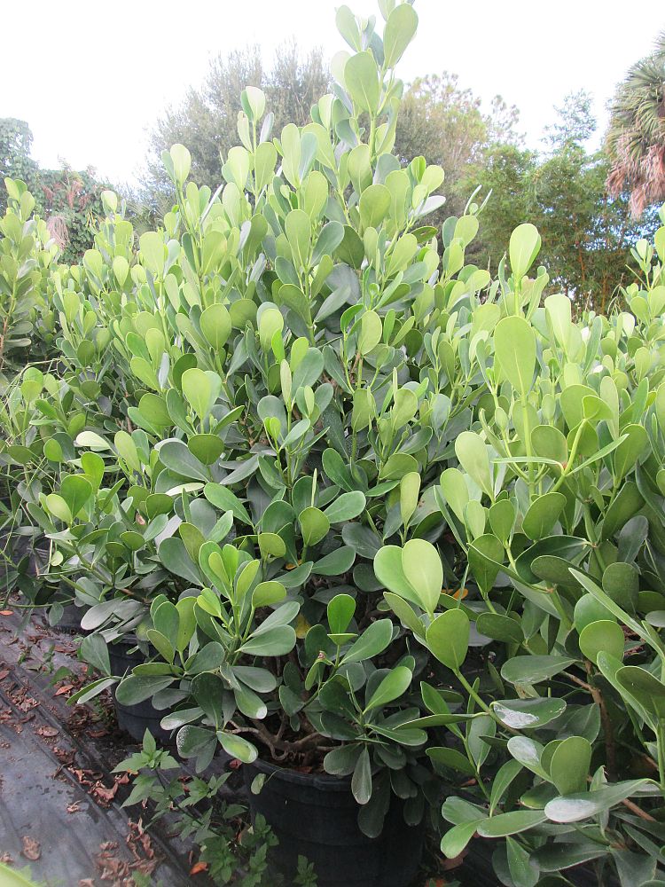 clusia-guttifera-small-leaf-clusia