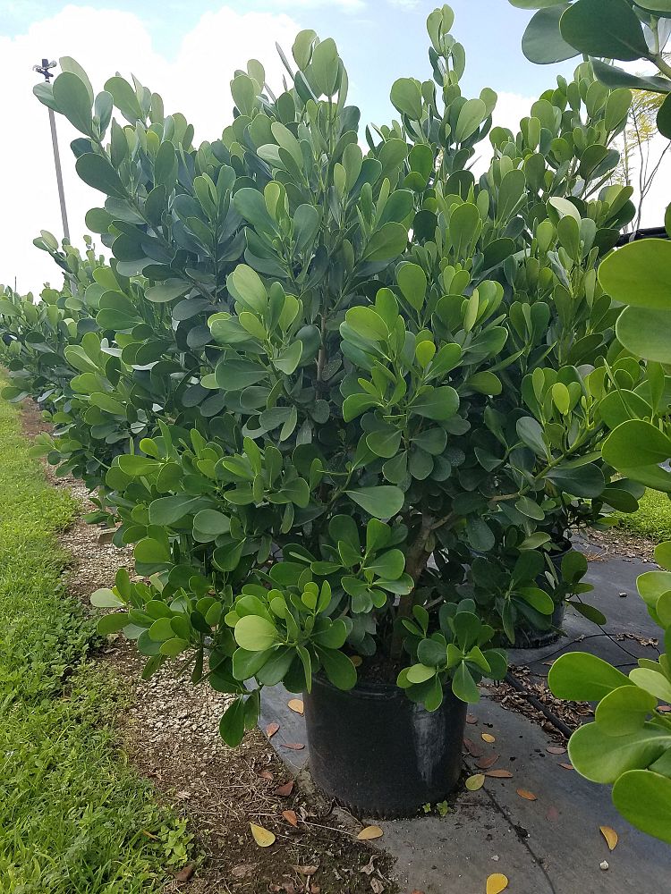 clusia-guttifera-small-leaf-clusia