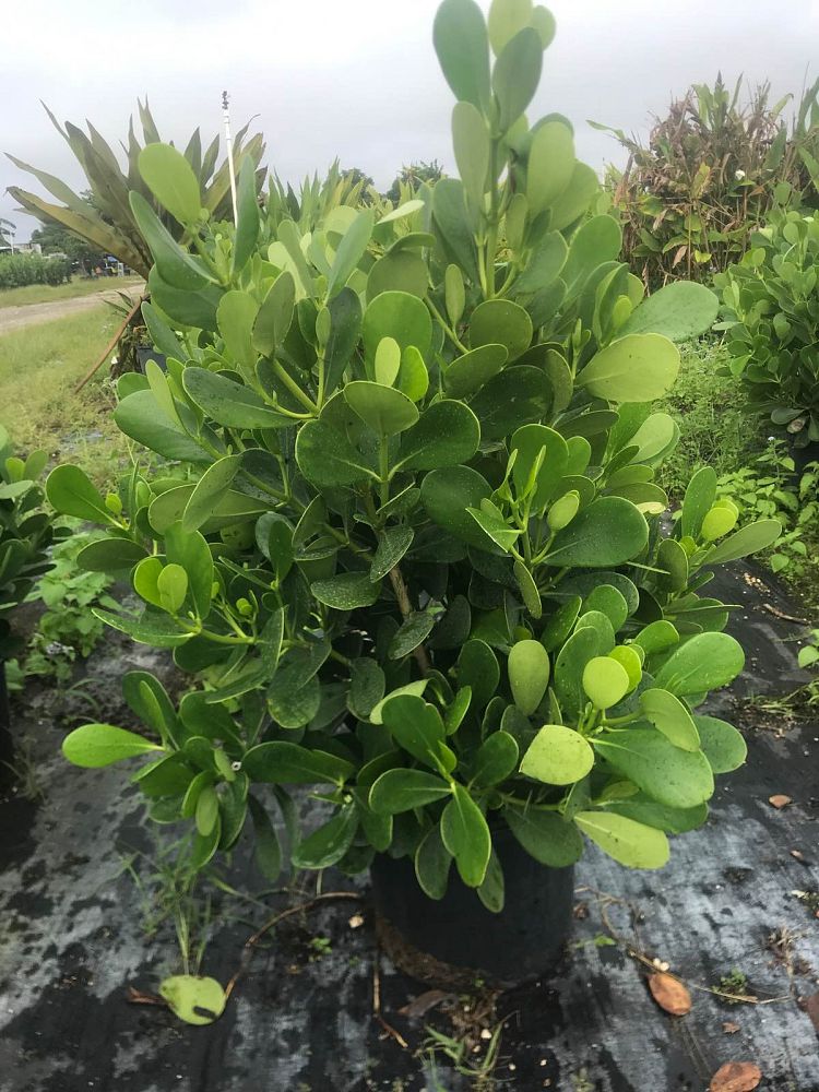clusia-guttifera-small-leaf-clusia