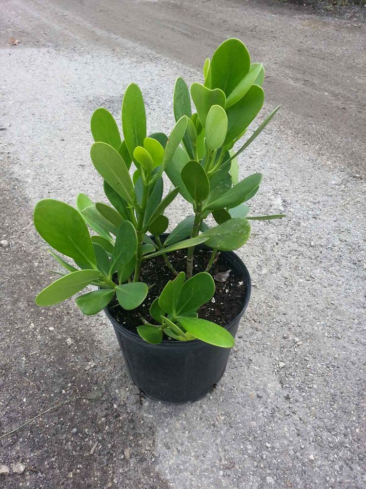 clusia-guttifera-small-leaf-clusia