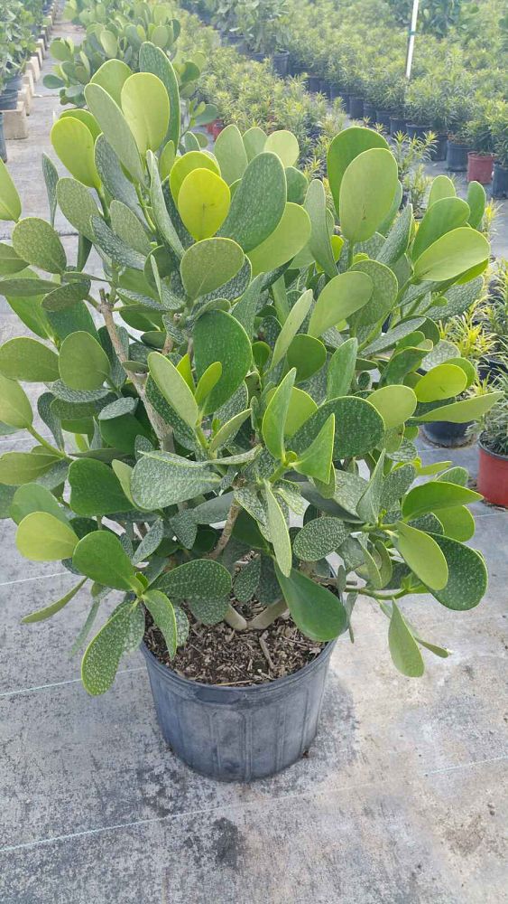 clusia-guttifera-small-leaf-clusia