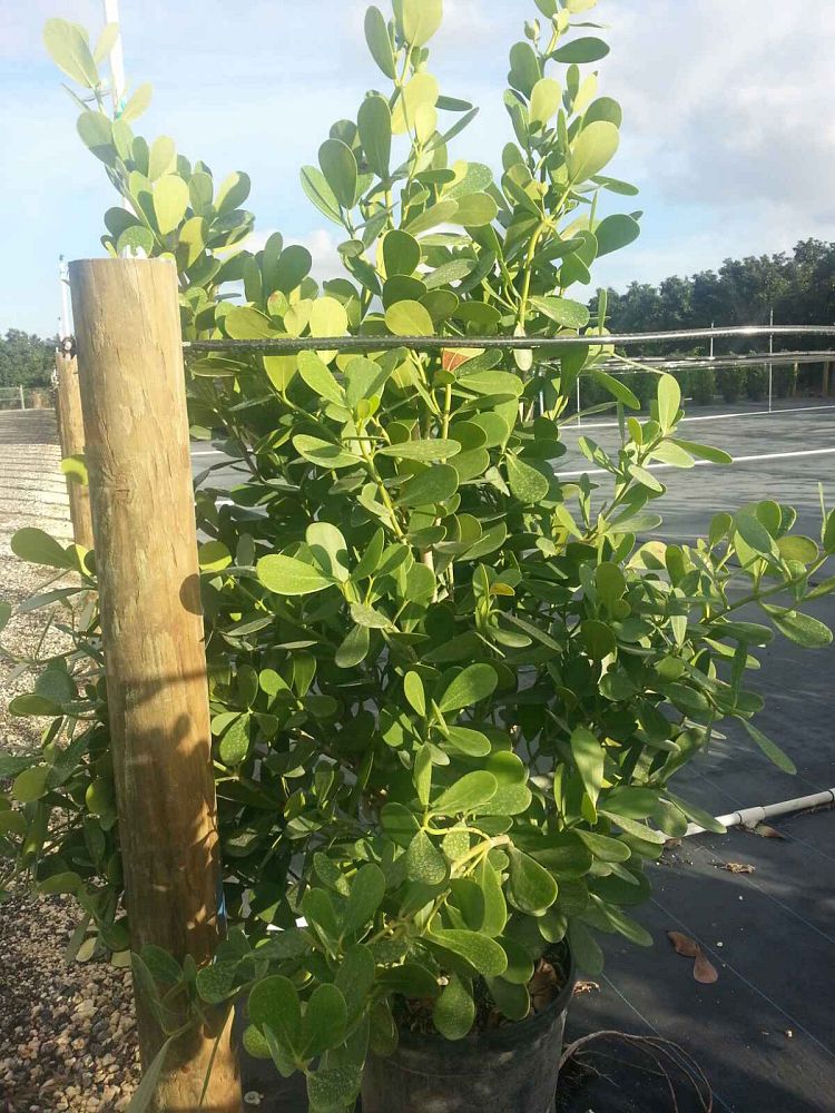 clusia-guttifera-small-leaf-clusia