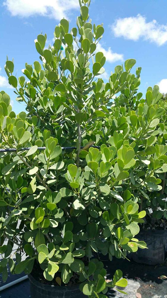 clusia-guttifera-small-leaf-clusia