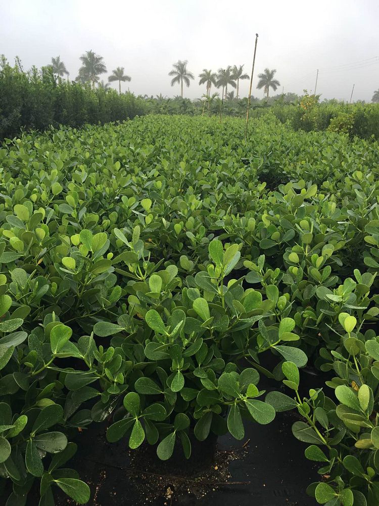 clusia-guttifera-small-leaf-clusia
