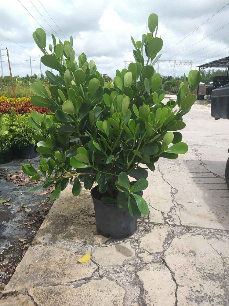 clusia-guttifera-small-leaf-clusia