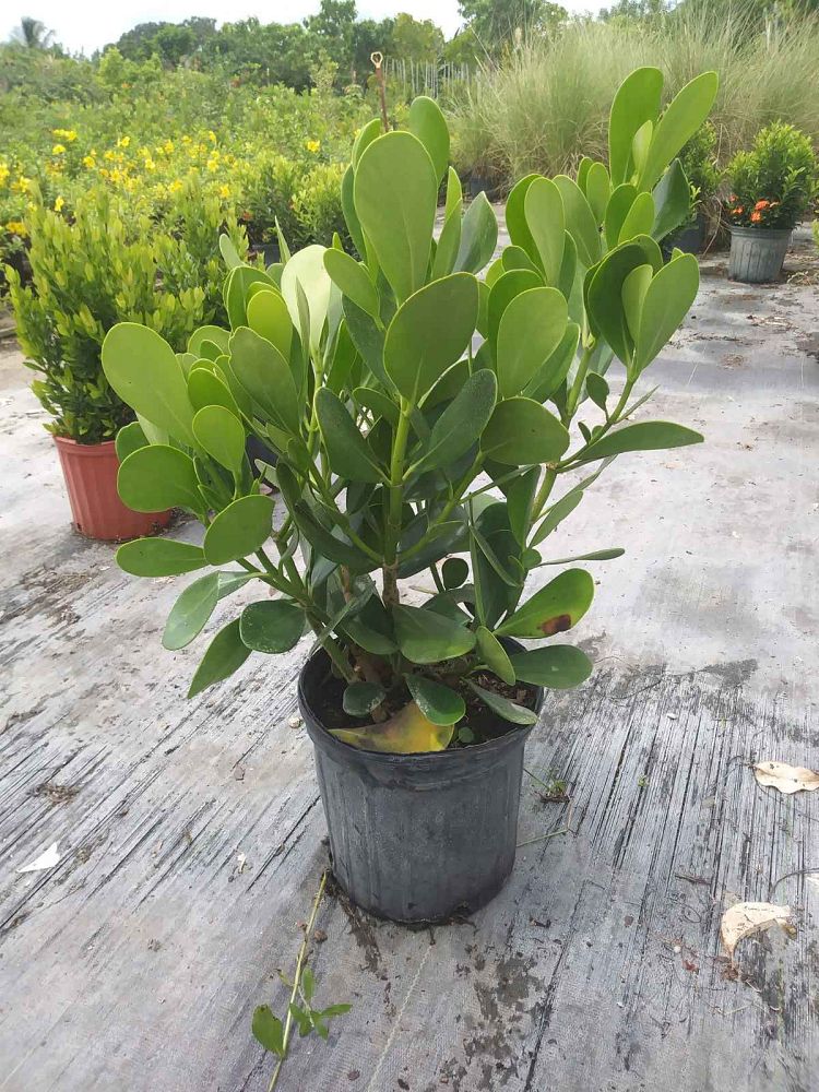clusia-guttifera-small-leaf-clusia