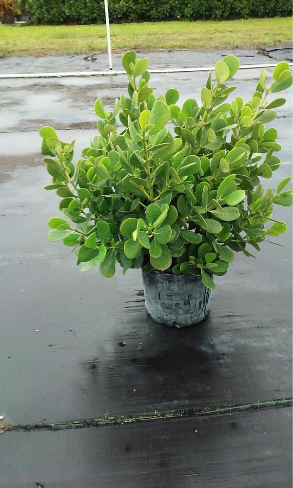 clusia-guttifera-small-leaf-clusia