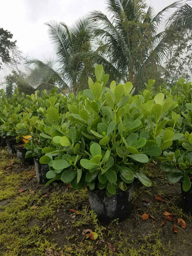 clusia-guttifera-small-leaf-clusia