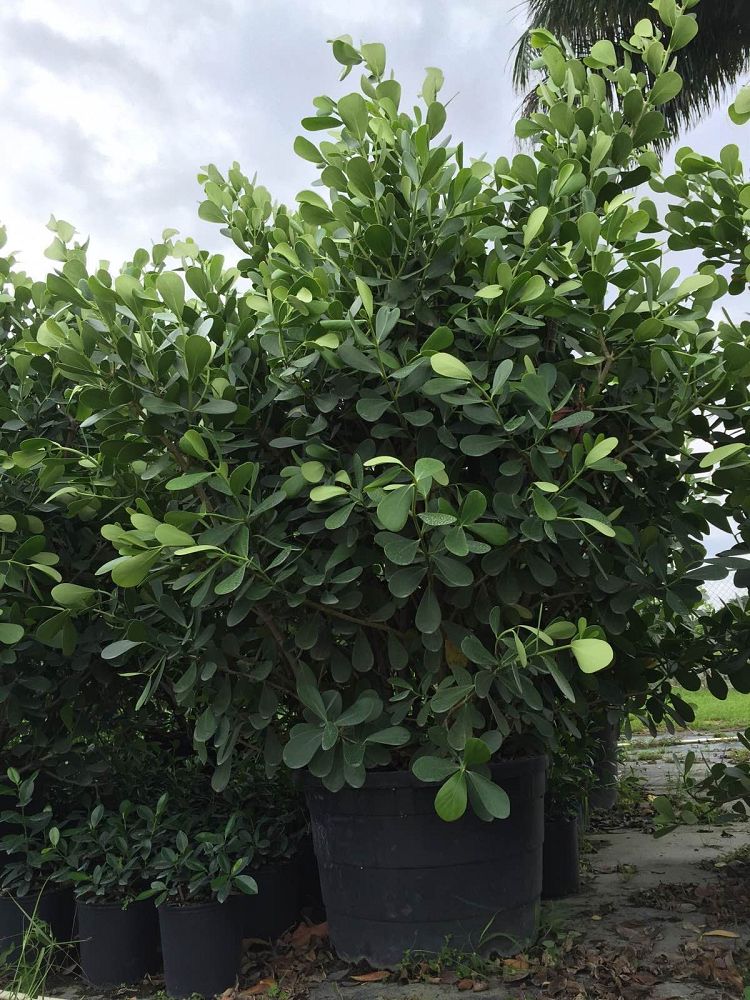 clusia-guttifera-small-leaf-clusia