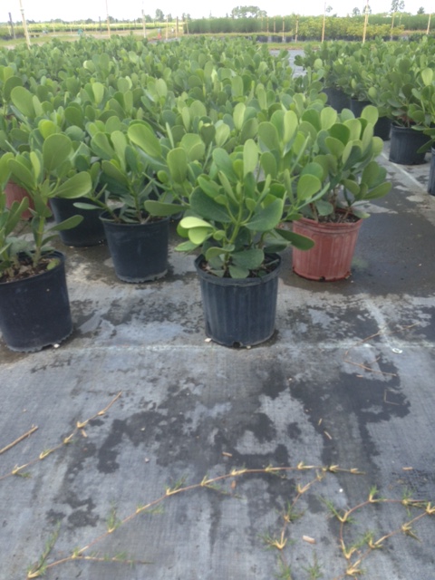clusia-guttifera-small-leaf-clusia