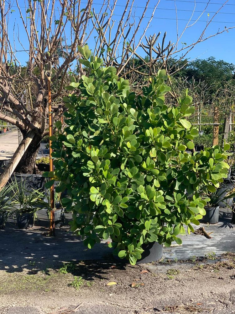 clusia-guttifera-small-leaf-clusia