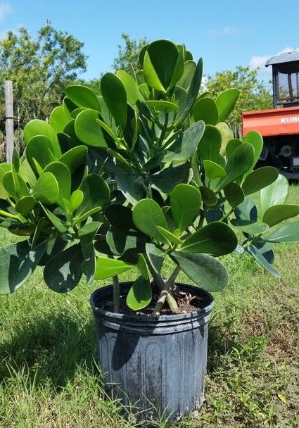 clusia-guttifera-small-leaf-clusia