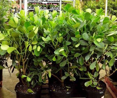 clusia-guttifera-small-leaf-clusia