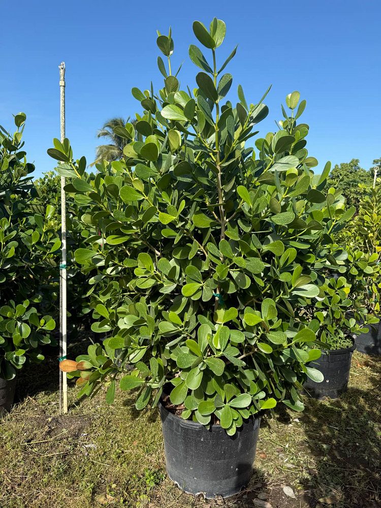 clusia-guttifera-small-leaf-clusia