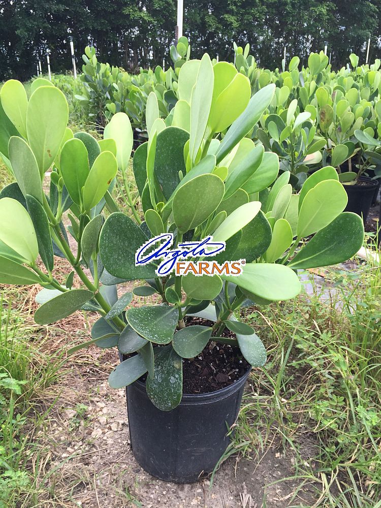 clusia-guttifera-small-leaf-clusia