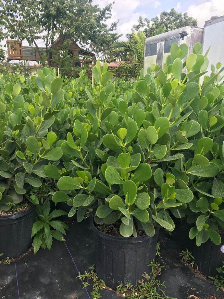 clusia-guttifera-small-leaf-clusia