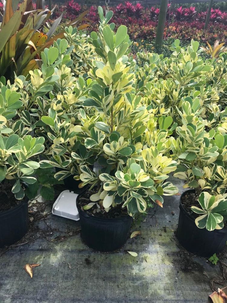 clusia-guttifera-small-leaf-clusia