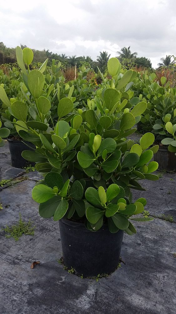 clusia-guttifera-small-leaf-clusia