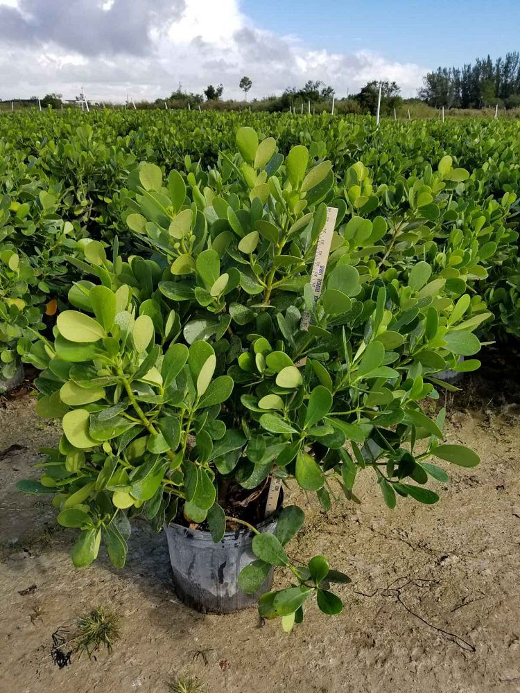 clusia-guttifera-small-leaf-clusia