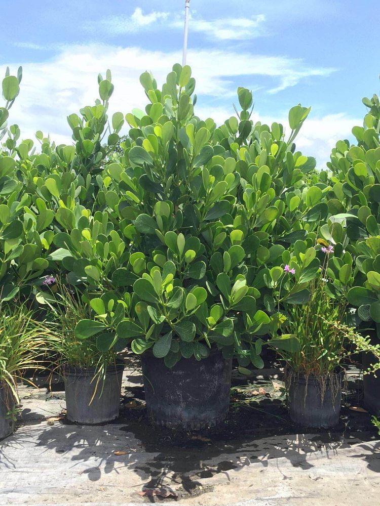 clusia-guttifera-small-leaf-clusia